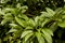 Chickoo / Sapodilla fruits tree with green leafs in sunlight