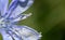 Chickory blossom with flying ant