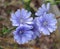 Chickory Flowers