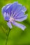 Chickory, wildflower, morning dew