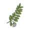 Chickpea branch with flower and leaves, engraving vector illustration isolated.