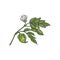 Chickpea branch with flower and seeds engraving vector illustration isolated.