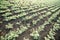 Chickpea crop field