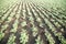 Chickpea crop field