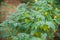 Chickpea crop field