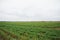 Chickpea crop field