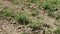 Chickpea cultivated field and newly emerged chickpea plant,  continental climate in the fields of chickpeas,