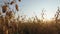 Chickpea field ready for harvest