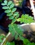 Chickpea leaf with furry covering