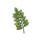 Chickpea plant green branch with leaves, engraving vector illustration isolated.