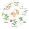 Chickpea plant growth stages infographic elements in flat design. Planting process of gram from seeds, sprout to ripe