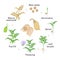 Chickpea plant growth stages infographic elements in flat design. Planting process of gram from seeds, sprout to ripe