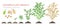 Chickpea plant growth stages infographic elements. Growing process of chickpeas from seeds, sprout to mature plant