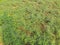 Chickpea plant in vegetable garden.