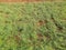 Chickpea plant in vegetable garden.