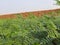 Chickpea plant in vegetable garden.