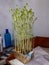 Chickpea plants growing on a transparent plastic box by Hydroponic system in the room. Plants grown only in water, without soil