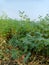 Chickpeas green plant in farm in india