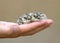 Chicks of acollared pratincole Glareola pratincola on the palm of the ornithologist