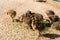 Chicks African ostrich walking on summer day