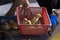 Chicks in a basket at a market in HuÃª in Vietnam