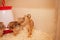 Chicks in chicken coop, sawdust litter, wooden house for chickens