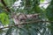 Chicks of a common house sparrow