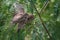 Chicks of a common house sparrow