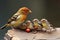 chicks competing for their share of food from parent bird