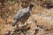 Chicks and female of red-legged partridge Alectoris rufa.