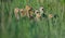 Chicks in the grass Gaggle of goslings in the morning sun  Alberta Canada