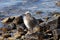 Chicks Gulls, Norway coast