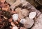 Chicks and Hens On Stone With Shells