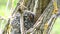 Chicks of Long-tailed tit Aegithalos caudatus peeking out of the nest