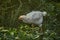 Chicks looking for food among wild trees and weeds