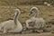 Chicks mute swan resting, beach. Lake Mazury, Poland.