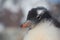 Chicks penguin Gentoo. Baby penguin portrait in Antarctica, Argentine islands.