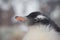 Chicks penguin Gentoo. Baby penguin portrait in Antarctica, Argentine islands.