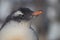Chicks penguin Gentoo. Baby penguin portrait in Antarctica, Argentine islands.