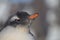 Chicks penguin Gentoo. Baby penguin portrait in Antarctica, Argentine islands.