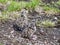 Chicks of sea gulls on the rocks of the picturesque island Kastellholmen in Stockholm