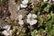 `Chickweed Baby`s-Breath` flower - Gypsophila Cerastioides