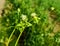 a chickweed flower in the field