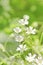 Chickweed flowers