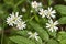 Chickweed flowers close up