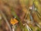 Chickweed Geometer butterfly on a plant with blurred background