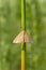 Chickweed Geometer Moth - Haematopis grataria