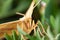 Chickweed Geometer Moth - Haematopis grataria