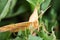 Chickweed Geometer Moth - Haematopis grataria