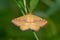Chickweed Geometer Moth - Haematopis grataria